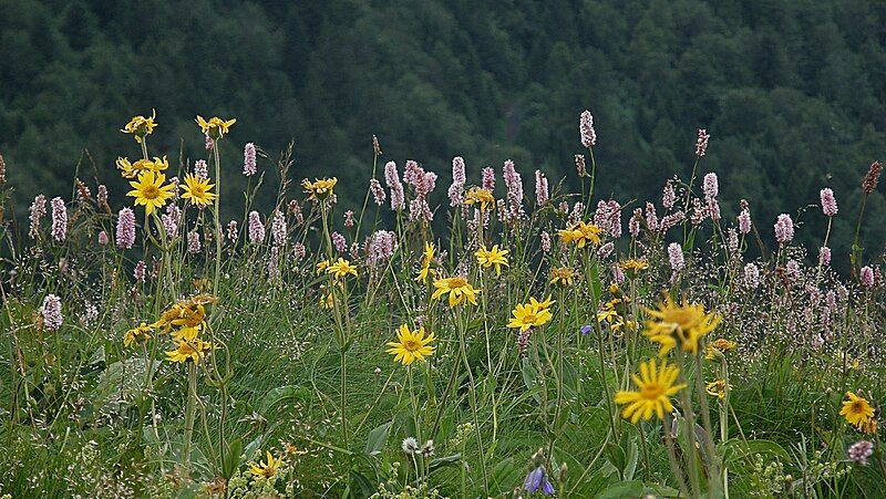 Fleurs sauvages au Puy Mary, Cantal